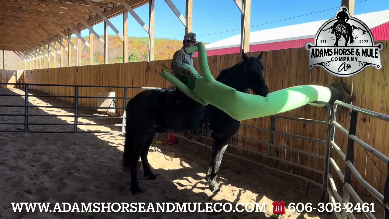 Travis Blue Roan Friesian Sport Horse