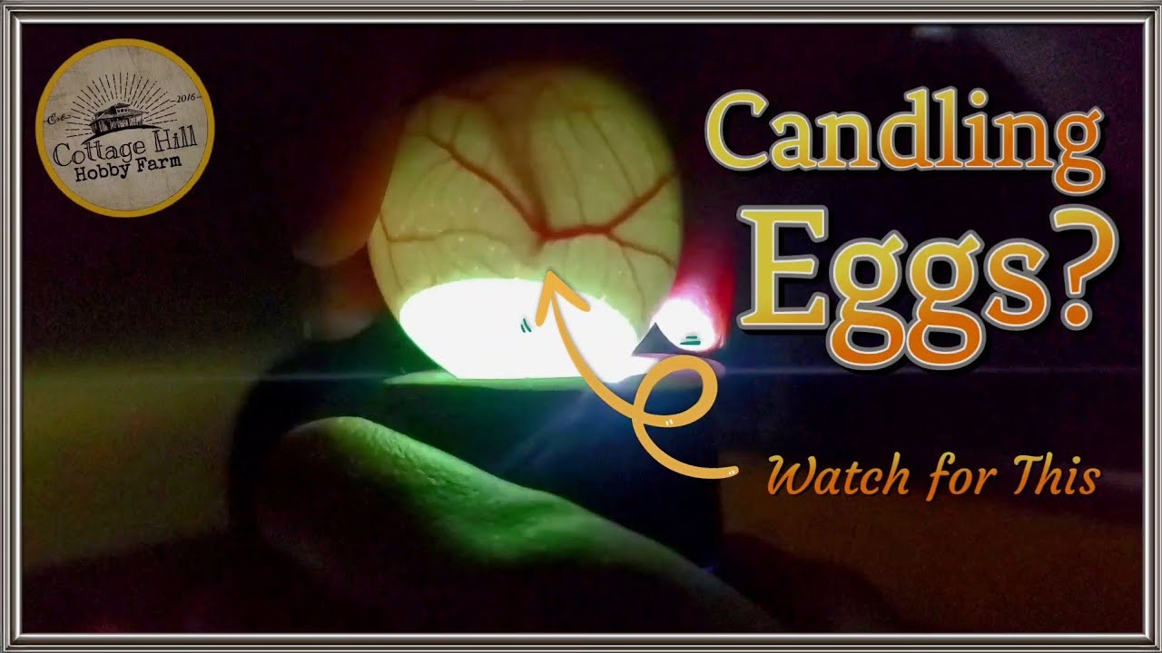 Candling Eggs During Incubation| WATCH THIS FIRST