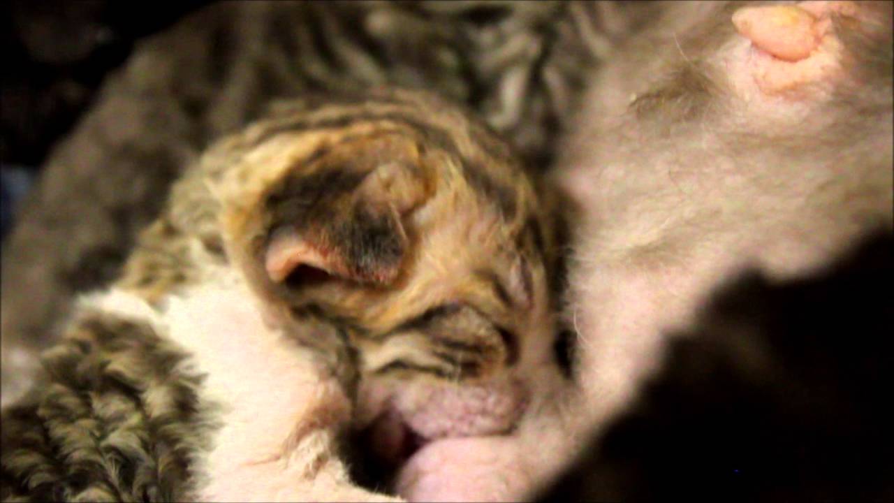 Newborn Devon Rex Kittens Nursing