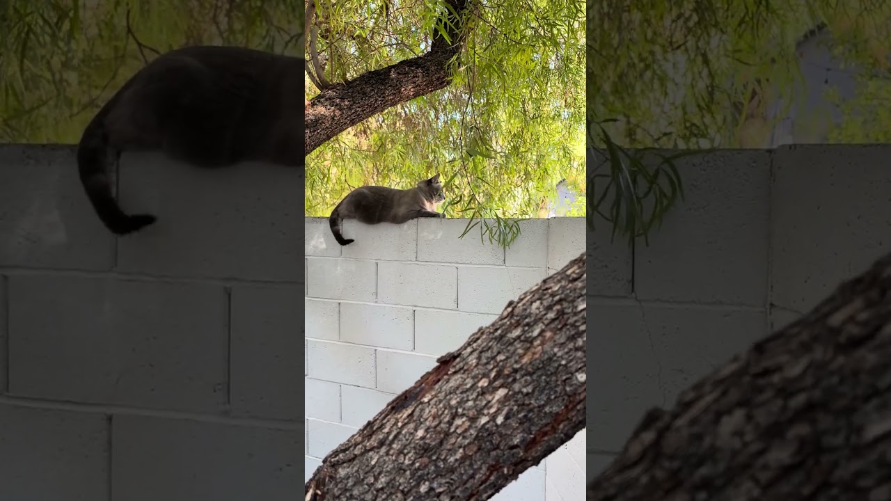 Bug the cat on the wall #bblv