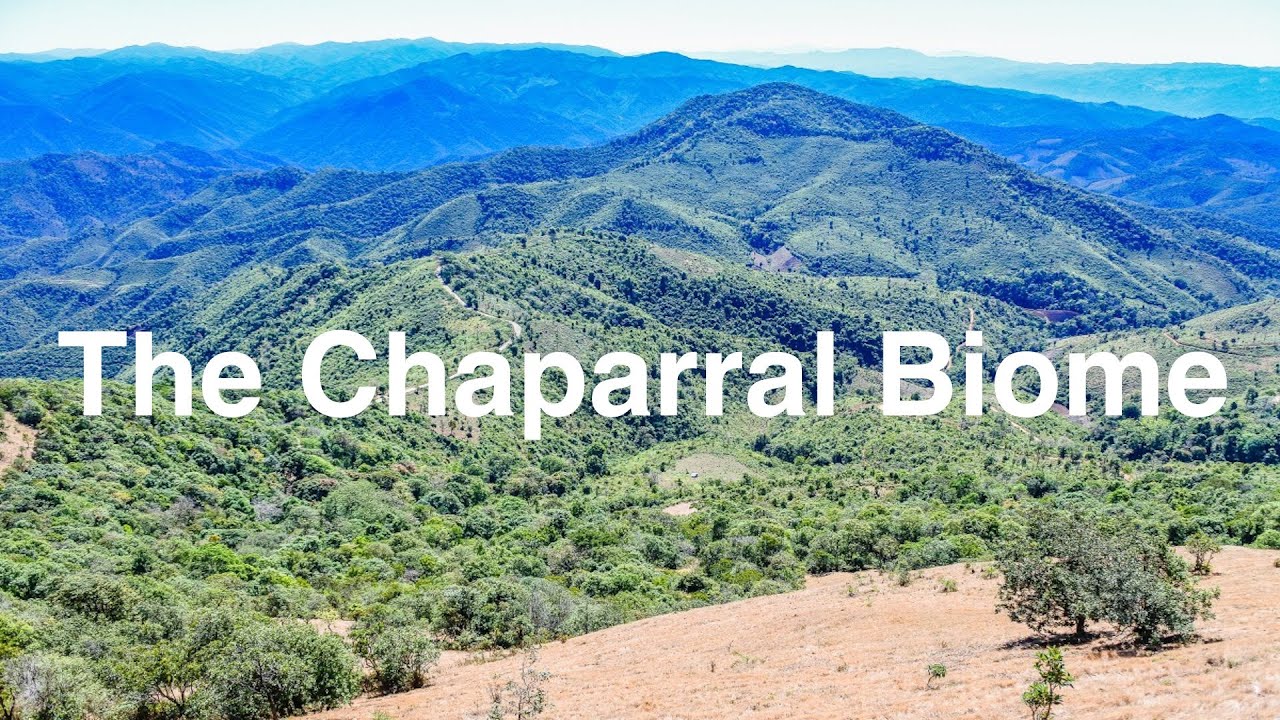 The Chaparral Biome