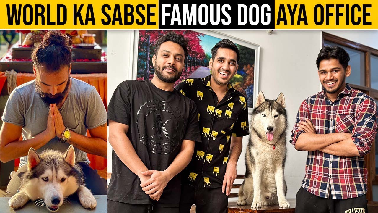 Famous Dog @Huskyindia0  Aya Gher.  Ab kya? | RealHit | DSP Vlogs