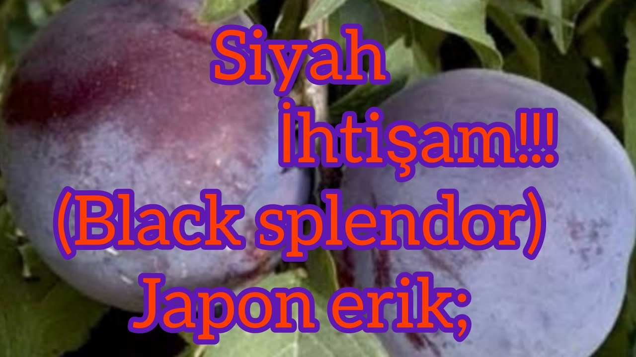 japon erik(black splendor)yetistiriciligi ve dikkat edilecek noktalar!!!