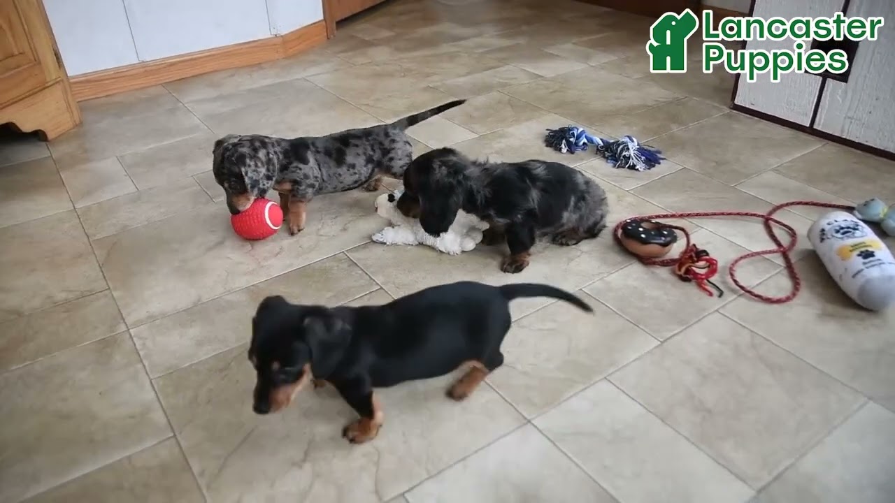 Cute Miniature Dachshund Puppies