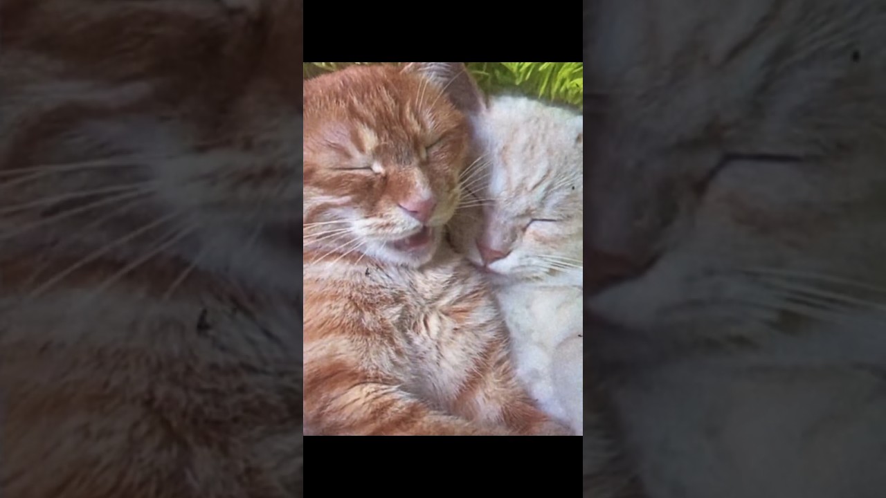 Love cats in VHS Videos - Lo-fi #cats #cat #love #vhs #vibe #lofi #music #gatos #gatinhos