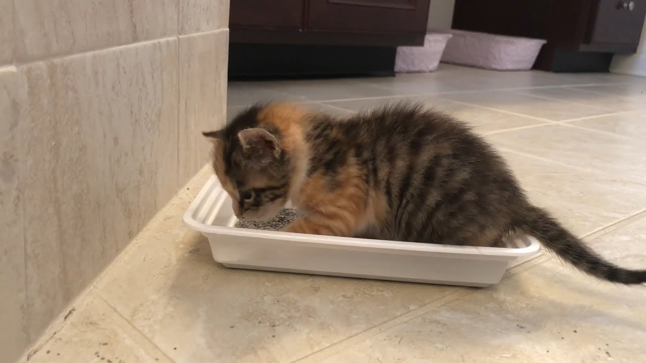 Litter Box Training - 4 weeks Kitten Update