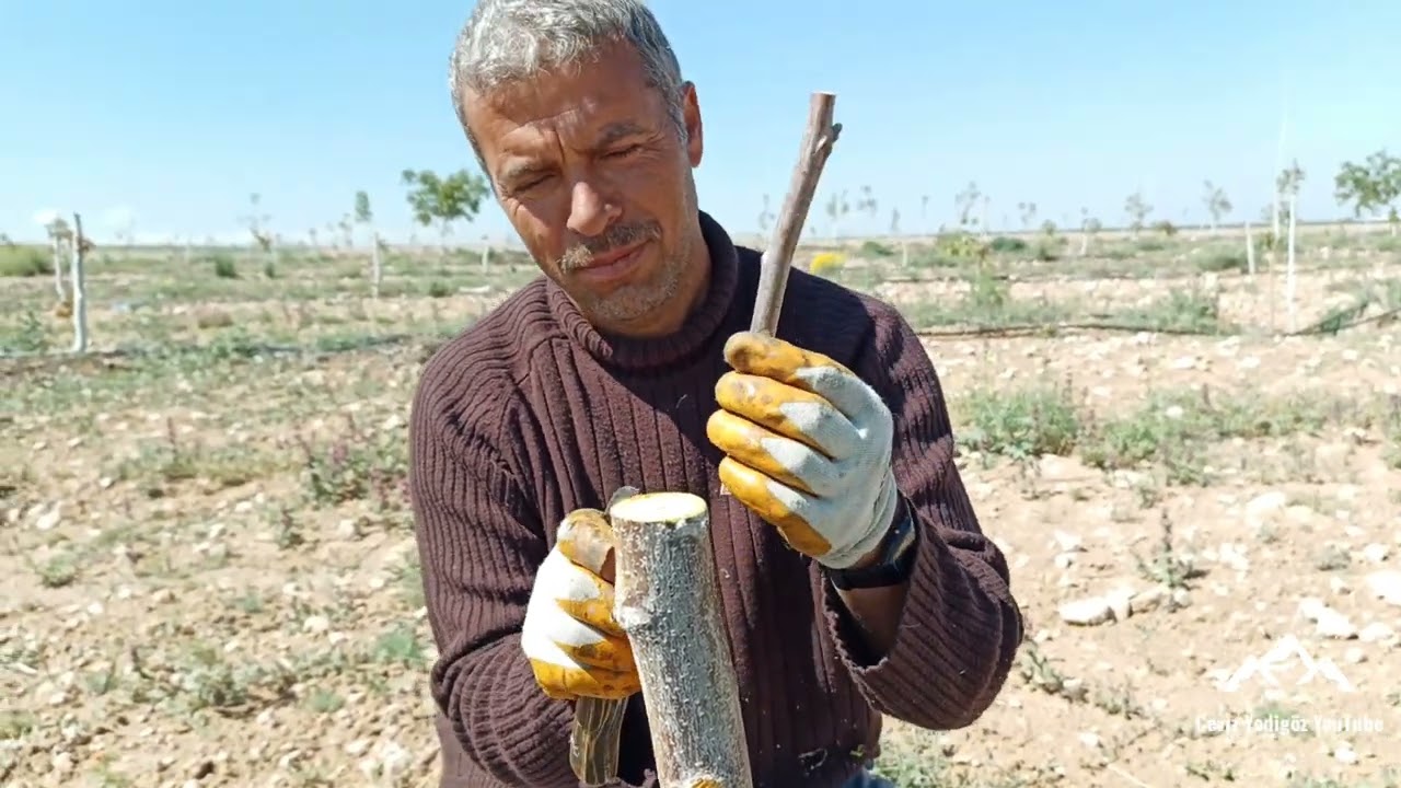 Niğde Ulukışla Tepeköy de Cevizde Çeşit Değiştirme Çalışması