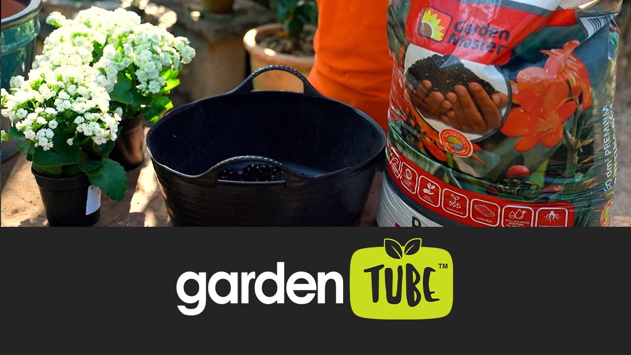 How to pot up Calandiva