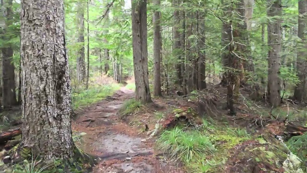 Rampart Ridge Trail hike + advice - Longmire, Washington 2