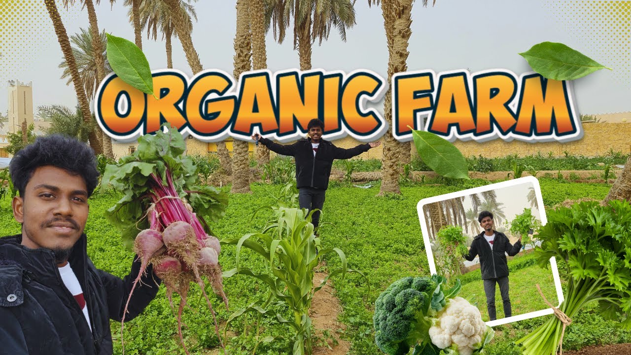 A Day at Ennessi Organic Farm 🌿| Freshly Cultivated & Organic Harvest | Vlog No :07