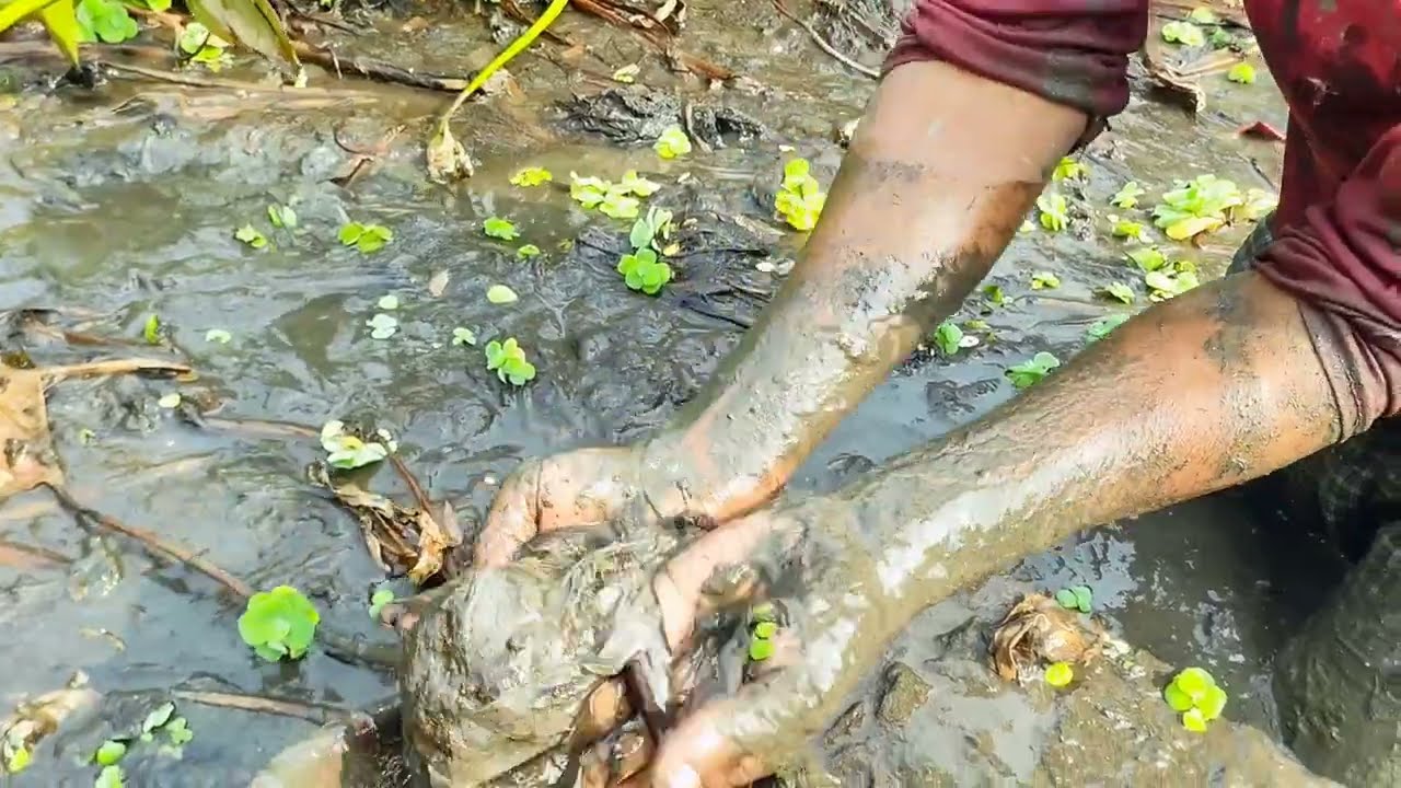 বেতি বনে মাছ ধরার মাজার কৌশল || 
