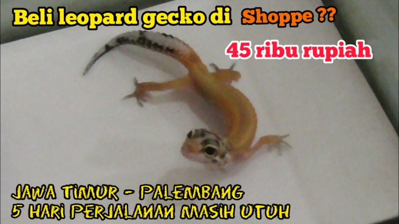 UNBOXING LEOPARD GECKO DI SHOPPE TERMURAH !!!