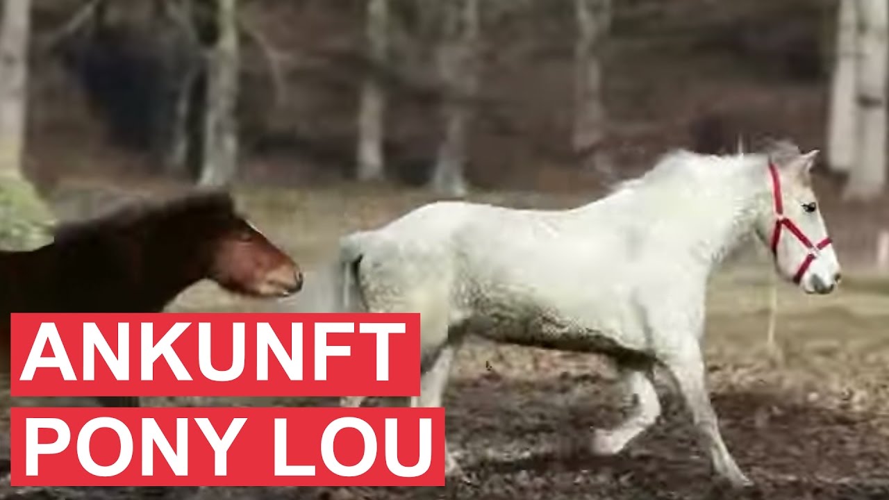 Ankunft Ponystute Lou auf Gut Aiderbichl Frankreich
