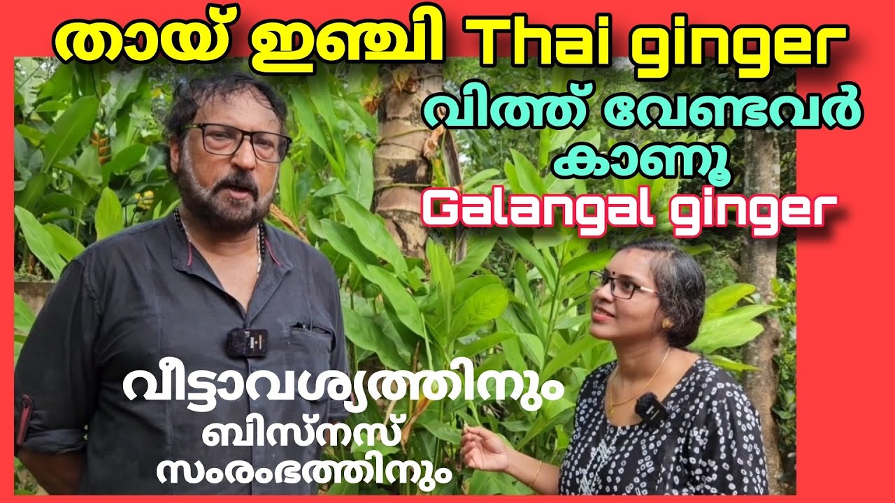 തായ് ഇഞ്ചി |വിത്ത്‌ വേണ്ടവർ കാണൂ|വീട്ടാവശ്യത്തിനും ബിസ്‌നസ്സ്  സംരംഭത്തിനും|Thai ginger | Galangal |