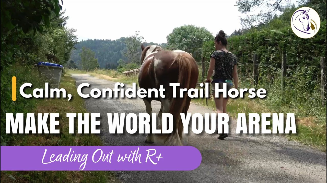 Как повысить уверенность вашей лошади в себе, избегая хакерства — Основы