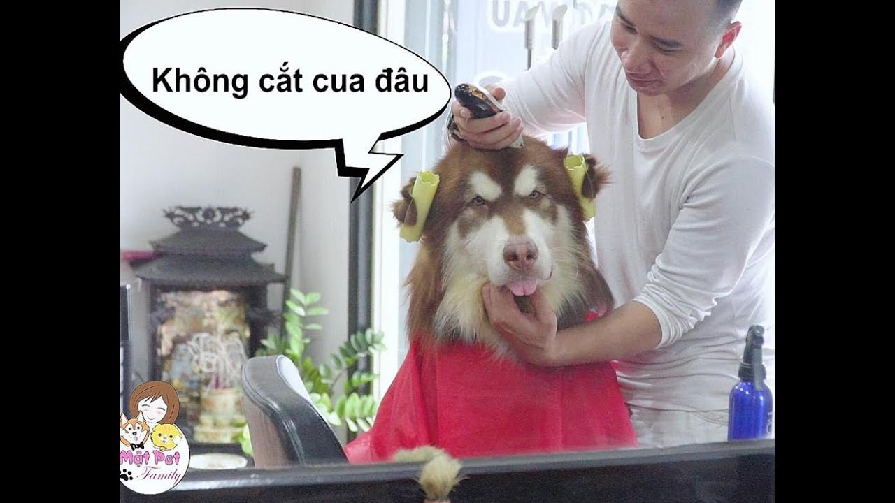 Mật lần đầu thử vào Salon cắt tóc - cười chết mất - Mật Pet Family