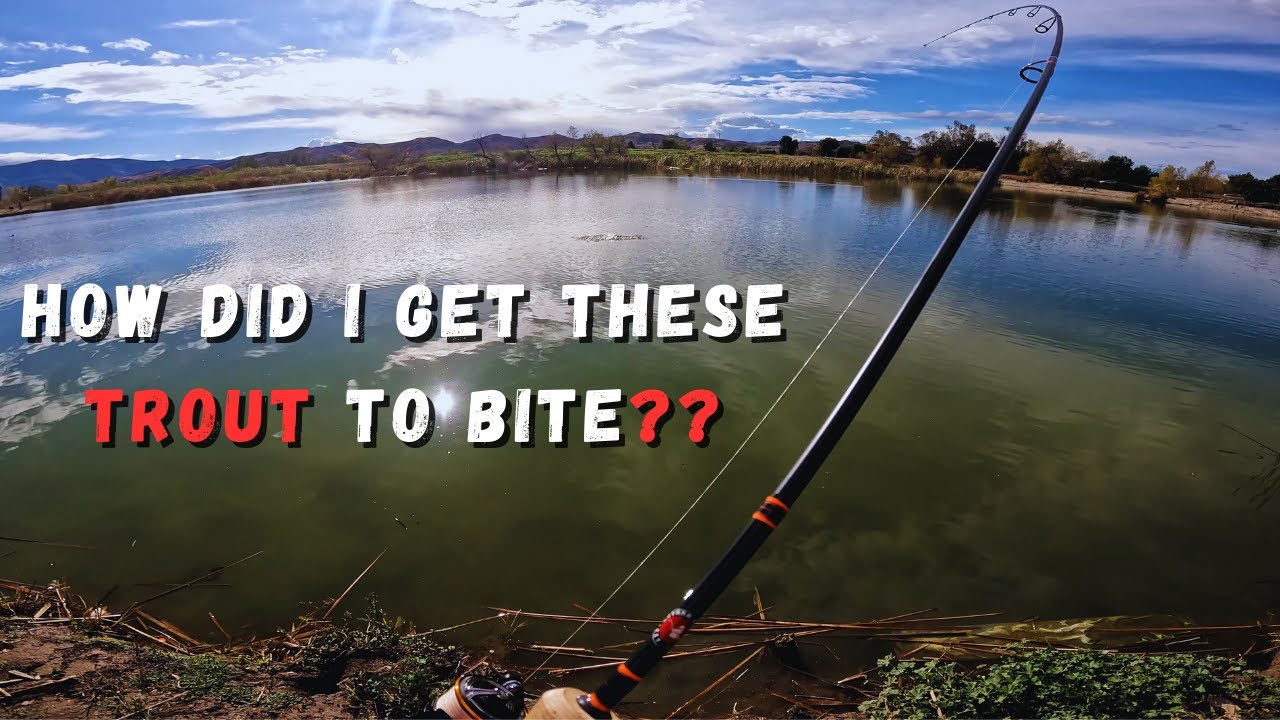 Как мне удалось заставить упрямую форель клевать? — Я нашёл решение (ловля форели на озере Прадо)