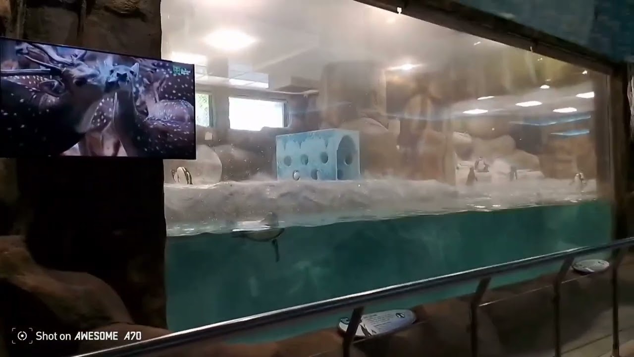 चिड़ियाघर में शेर से आमना-सामना 🦁 | Real Zoo Experience