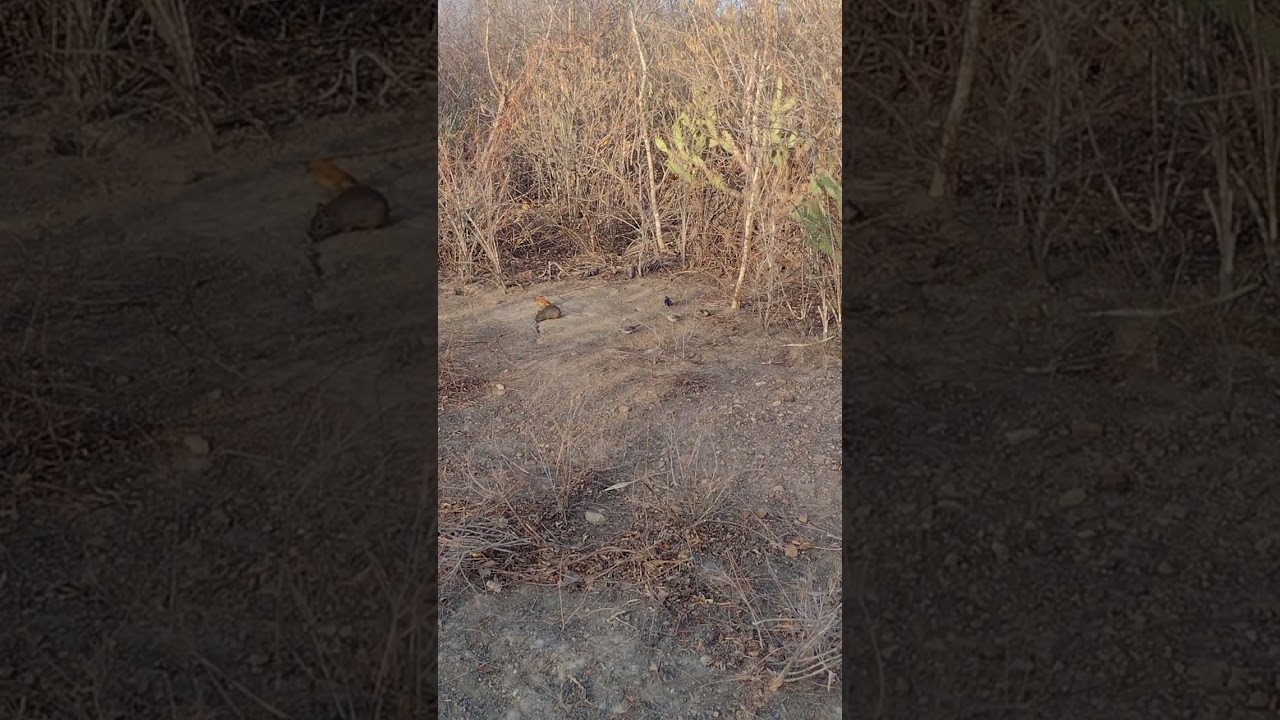 Azul&atilde;o batendo Ordem pra foguear #vida #aves #amar #azul #nature #natureza #amor #viralvideo #criar