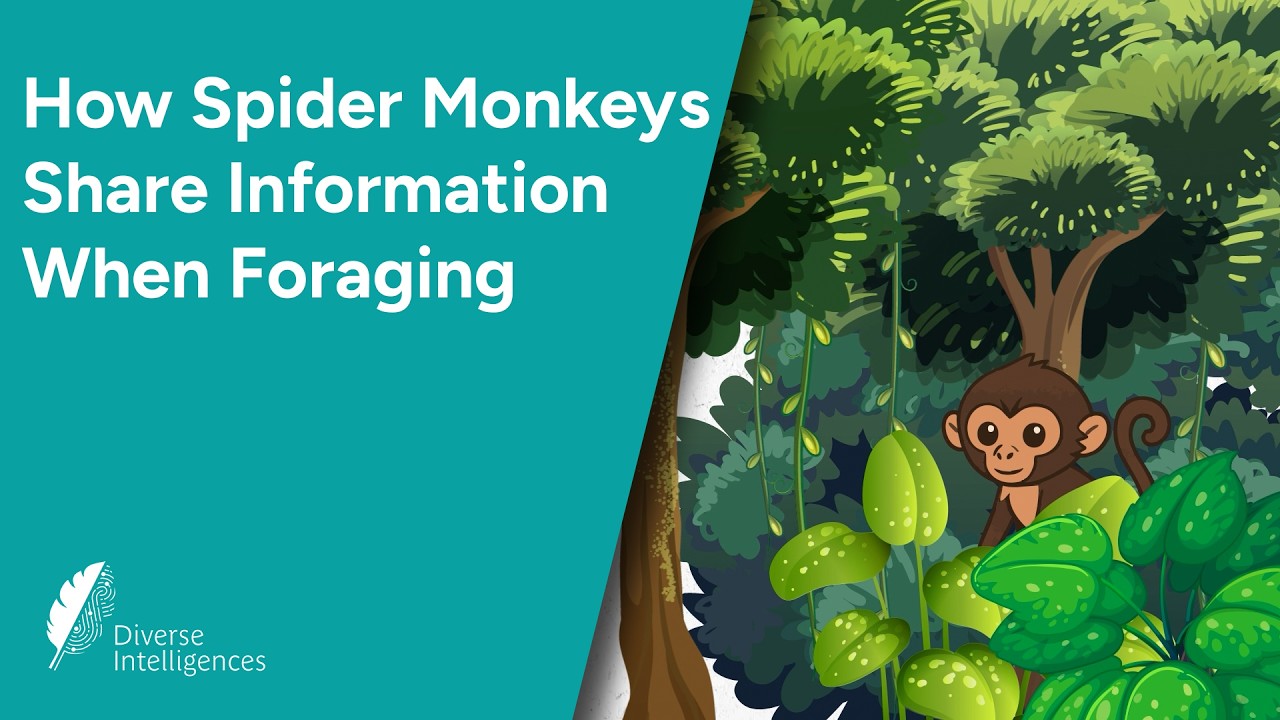How Spider Monkeys Share Information When Foraging
