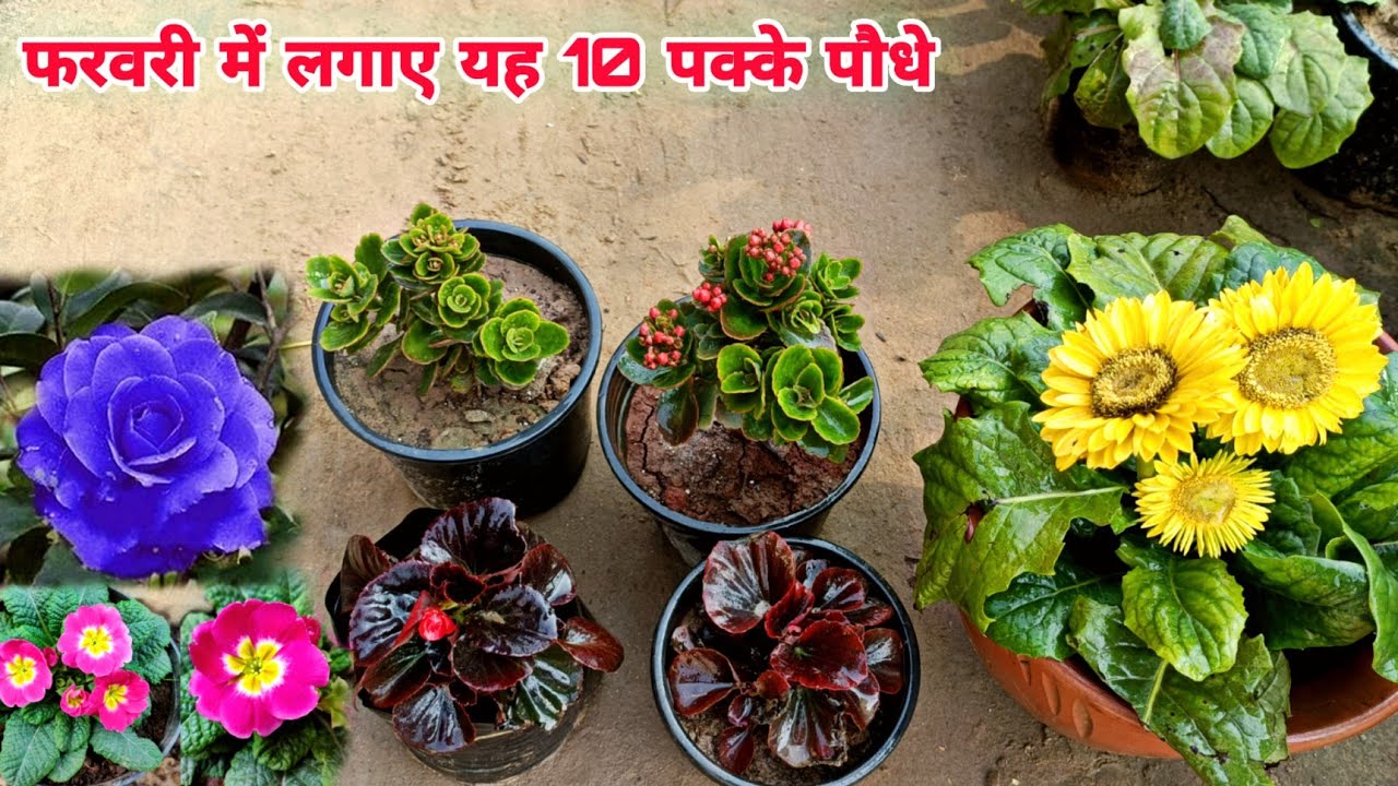 February में जरूर लगाए यह परमानेंट Top 10 पौधे ।। February - March month flower plants