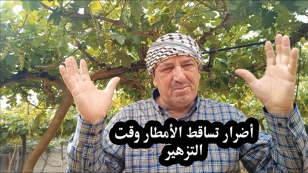 اضرار كبير بسبب تساقط الامطار وقت التزهير وطريقة المعالجة