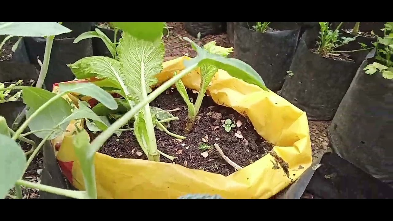 Saat yg tepat buat pembibitan, musim hujan hampir reda. #kebunorganik