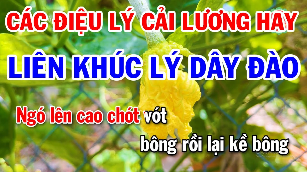 Liên Khúc Lý Dây Đào | Lý Cây Bông | Lý Con Khỉ | Lý Chim Quyên | Lưu Thủy Hành Vân | Lý Kéo Chài