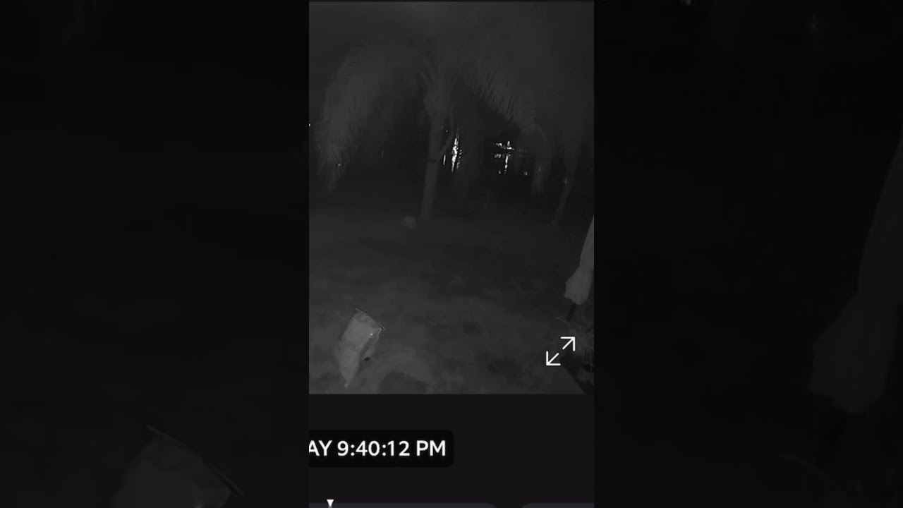 Our ring camera caught spirit walking to the right of the palm tree. 