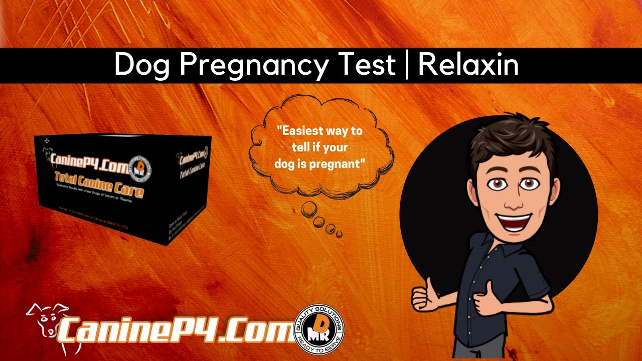 Dog Pregnancy test | Relaxin is the easiest way to confirm pregnancies.