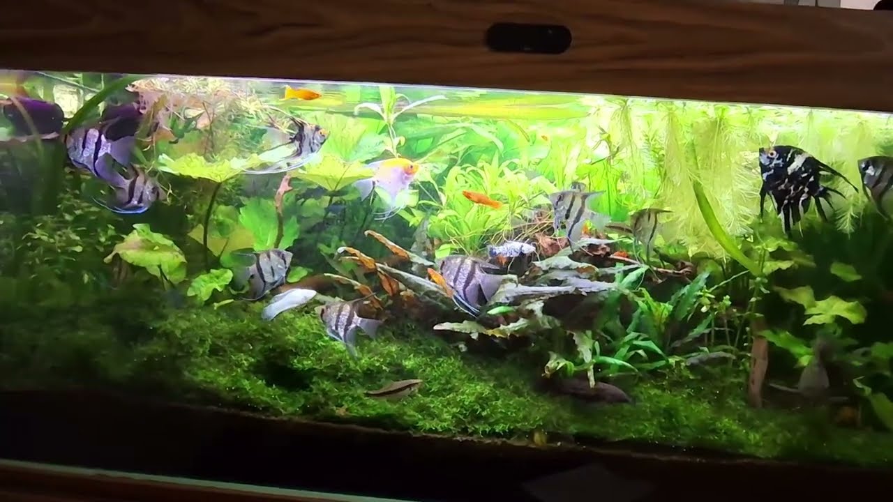 Witajcie na moim kanale Świat Akwarysty