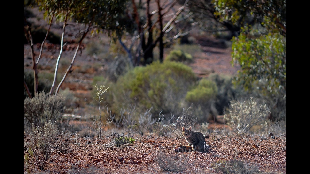 Hot Topic Forum: Feral Cat Management - Cross-Sector Challenges, Successes, Practice and Technology