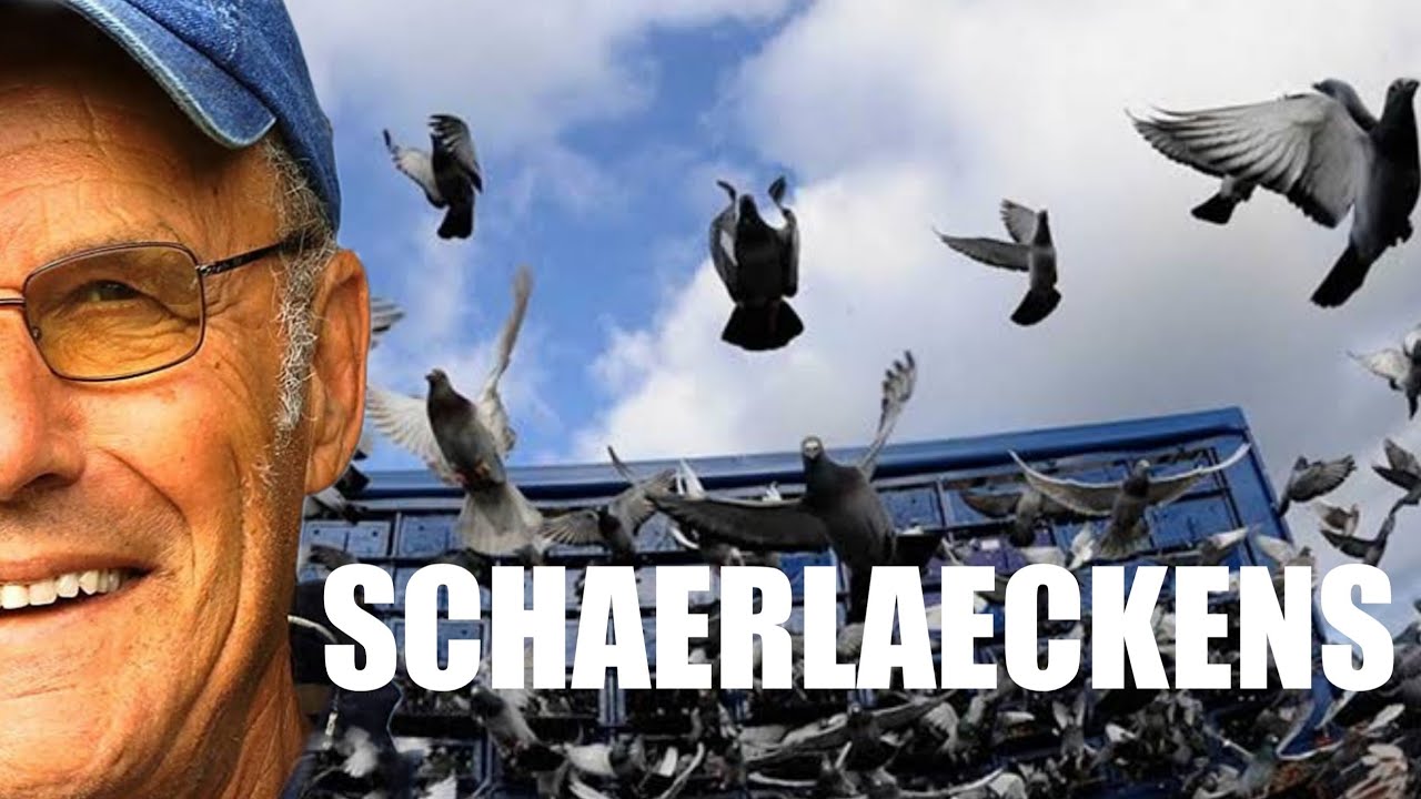 AD SCHAERLAECKENS - Мистер Орлеан