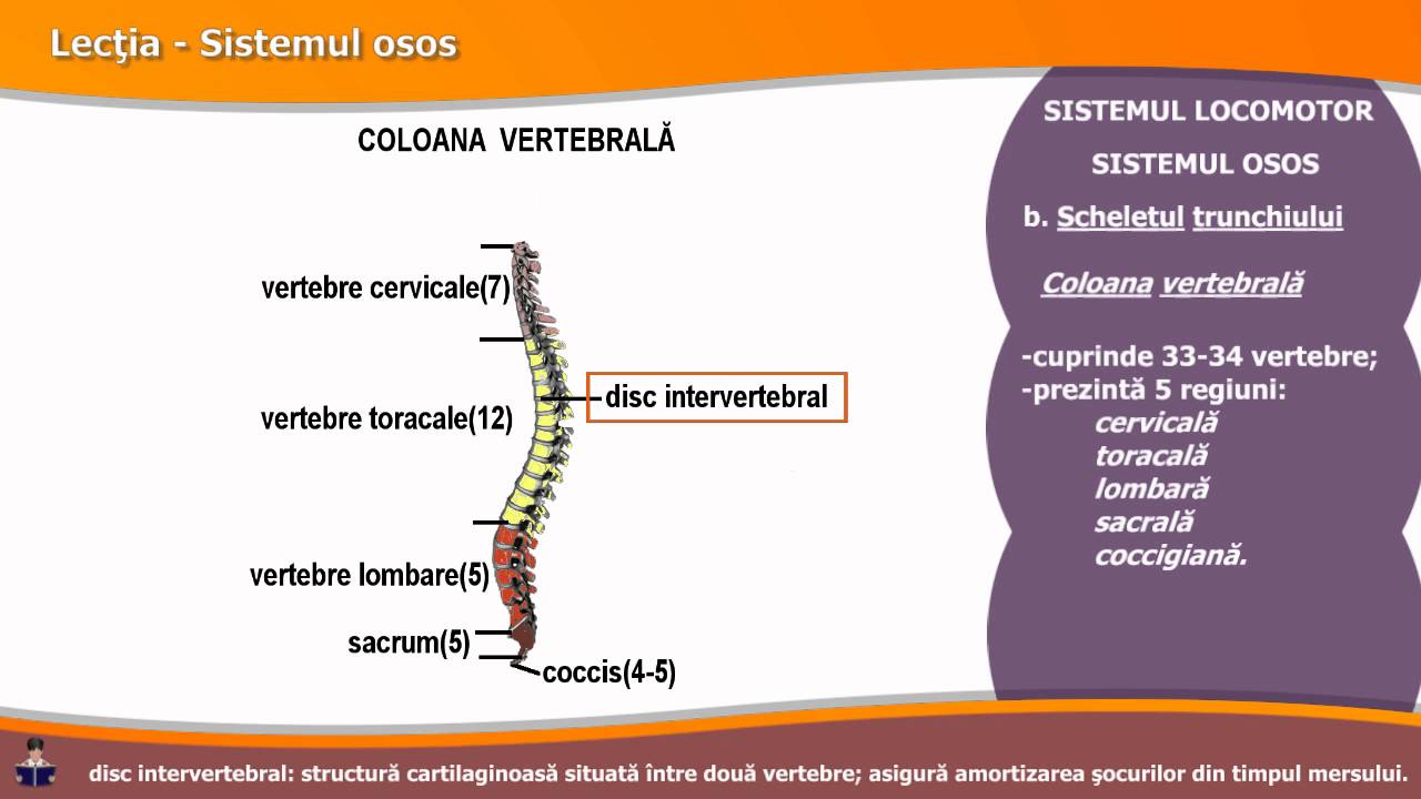 SISTEMUL OSOS