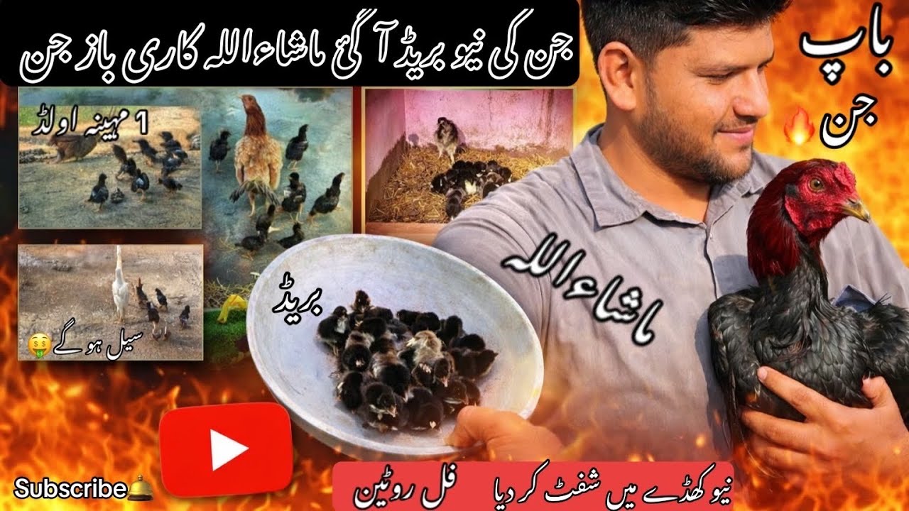 🐥 Chozon ko New Cage mein Shift kar Dia😱 | Daily Full Routine🤧 | Jin ka Shoq Kara | Warraich Aseels