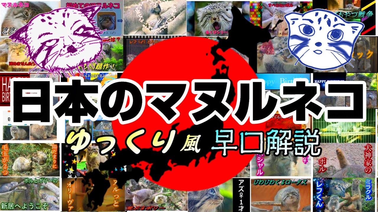【国際マヌルネコの日★記念動画】日本のマヌルネコゆっくり風早口解説🐾 Introduction of Japanese manul Individuals