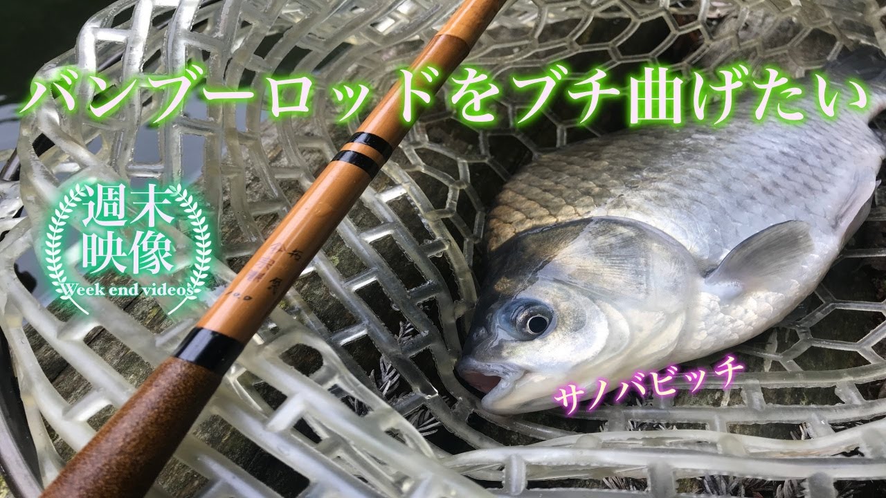 【ヘラブナ釣り】竹竿でヘラブナ釣りたい【japanese herabuna】