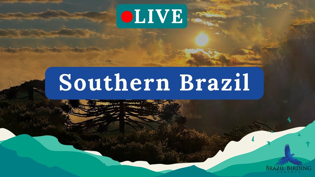 Visiting Southern Brazil | BBE Lives #4