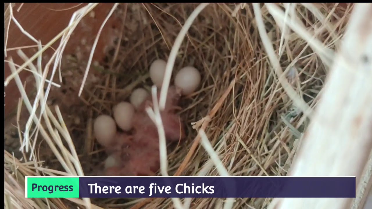 Gouldian and Society Finches Colony Progress.