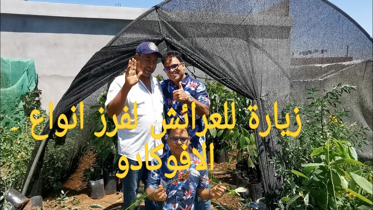 زيارة للعرائش لفرز انواع الافوكادو مع الخبير بن عمارة
