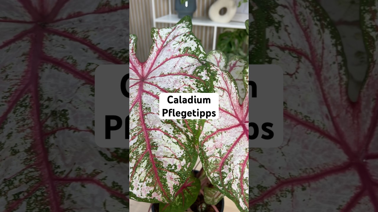 Achte darauf bei der Caladium💚💚 #zimmerpflanzen #pflanzen #pflanzentipps