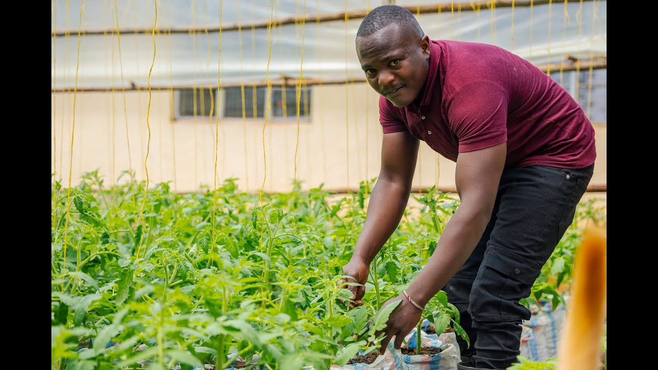 Vihiga Farmers making 3k a day on ten-by-seven metres greenhouses growing tomatoes and Zucchini