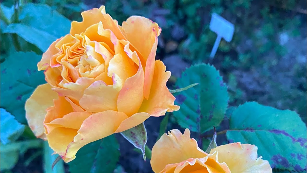 Orange Reeva флористична троянда яскравої помаранчевої барви, що рум'яниться восени. Квітне довго!