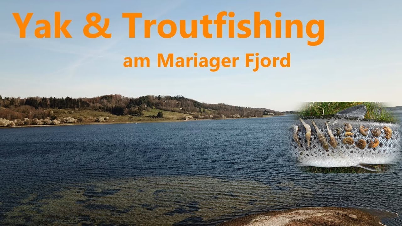 Havørred/ Meerforellen am Mariager Fjord April 2019