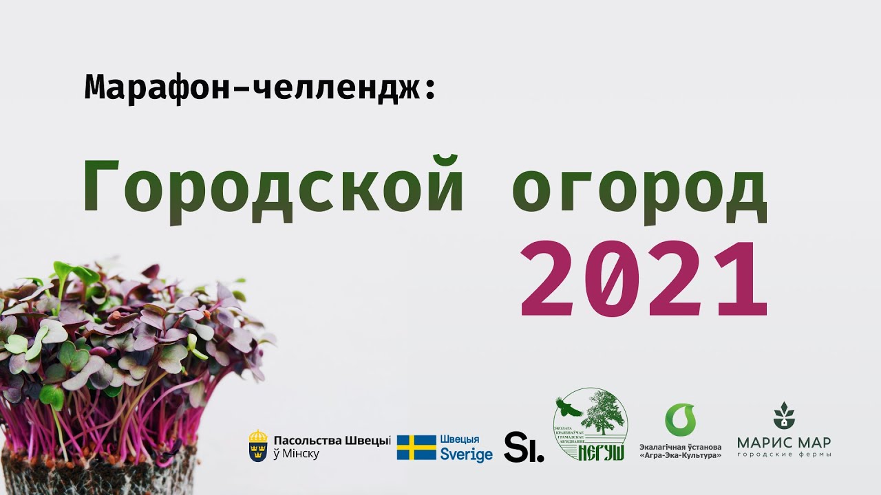 Городской огород 2021. Ольга Щиглинская. Проростки. Выгонка
