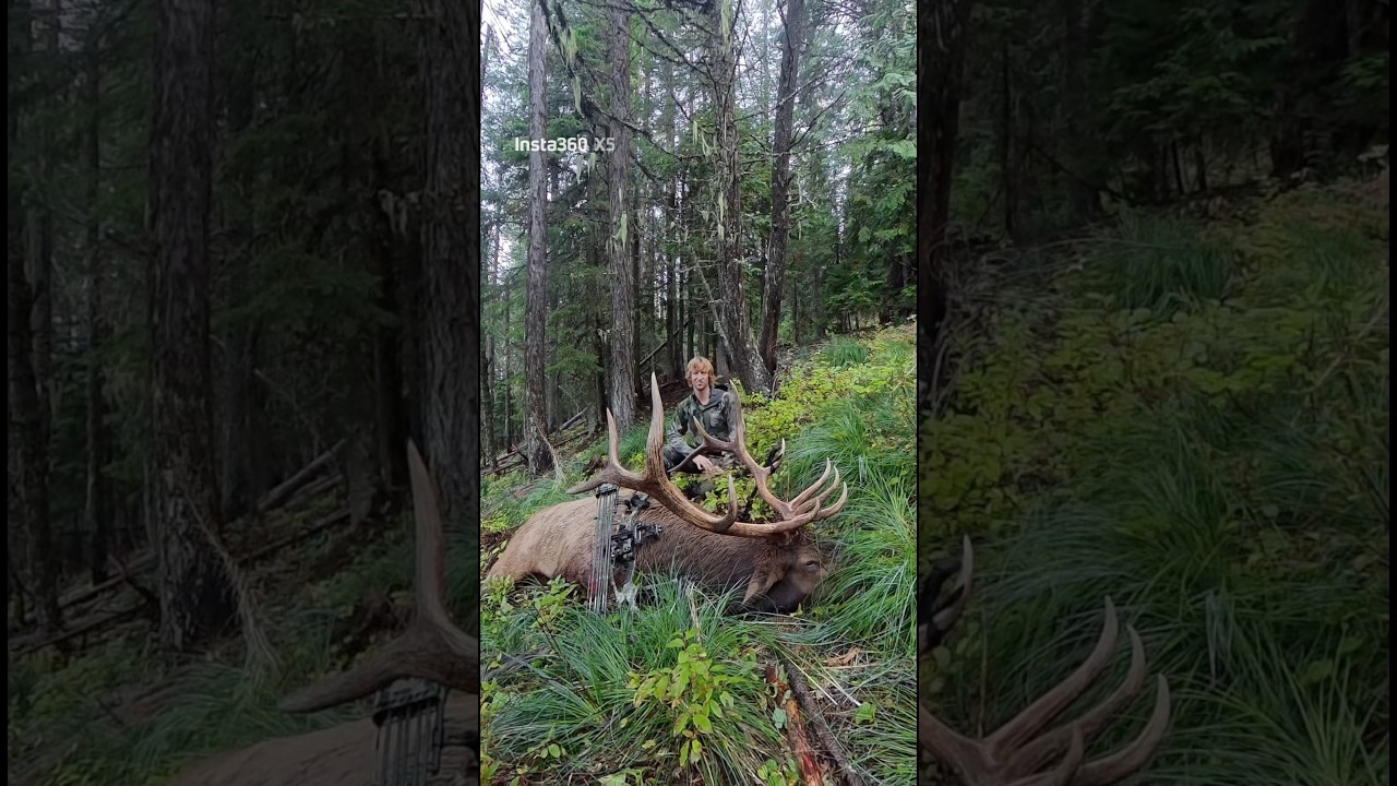 BIG BULL DOWN!!! 