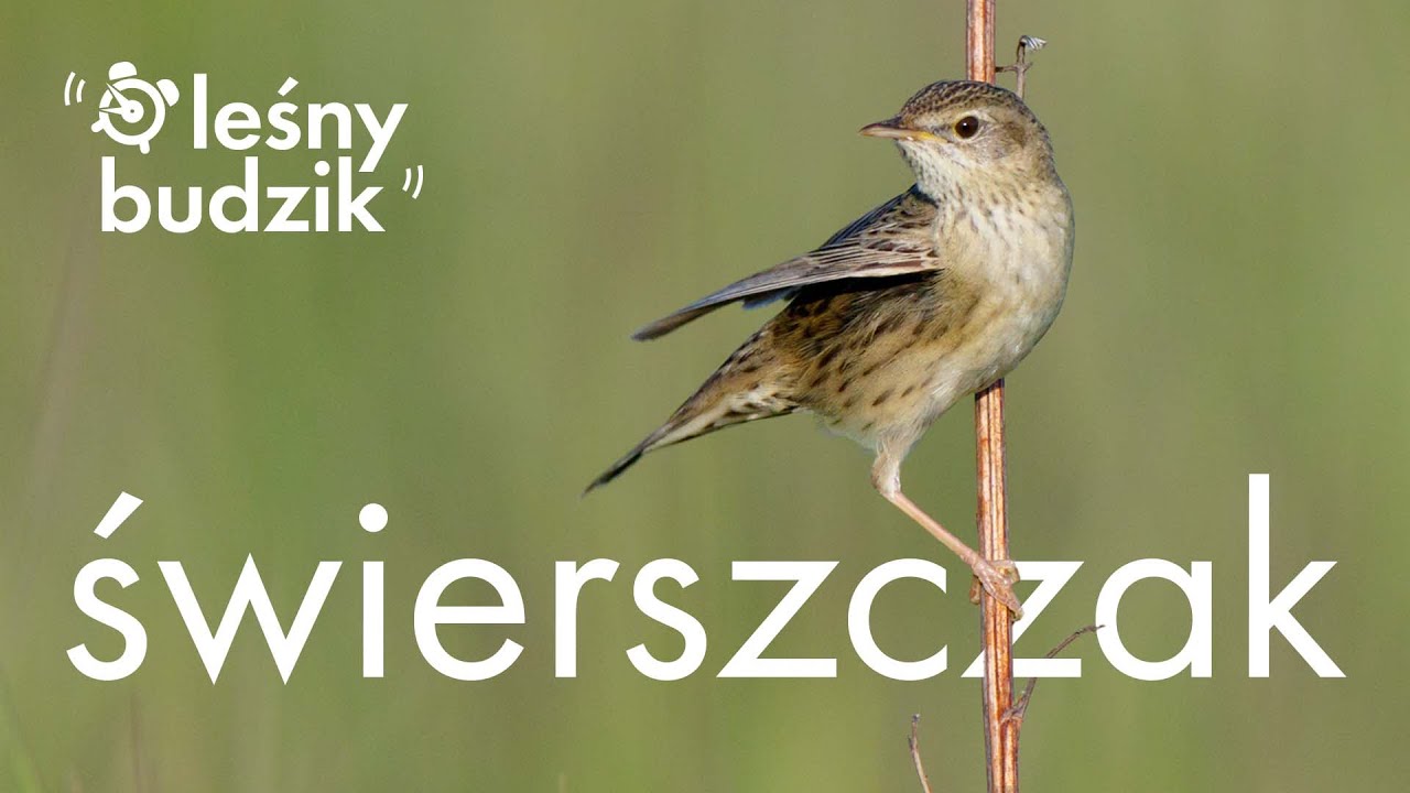 Leśny Budzik - Świerszczak