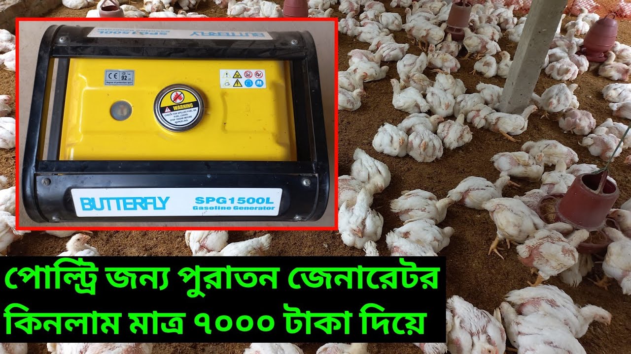 পোল্ট্রি ফার্মের জন্য জেনারেটর কিনলাম বিদ্যুত থাকে না প্রচুর গরমে মুরগি মারা যাচ্ছে Agro Times