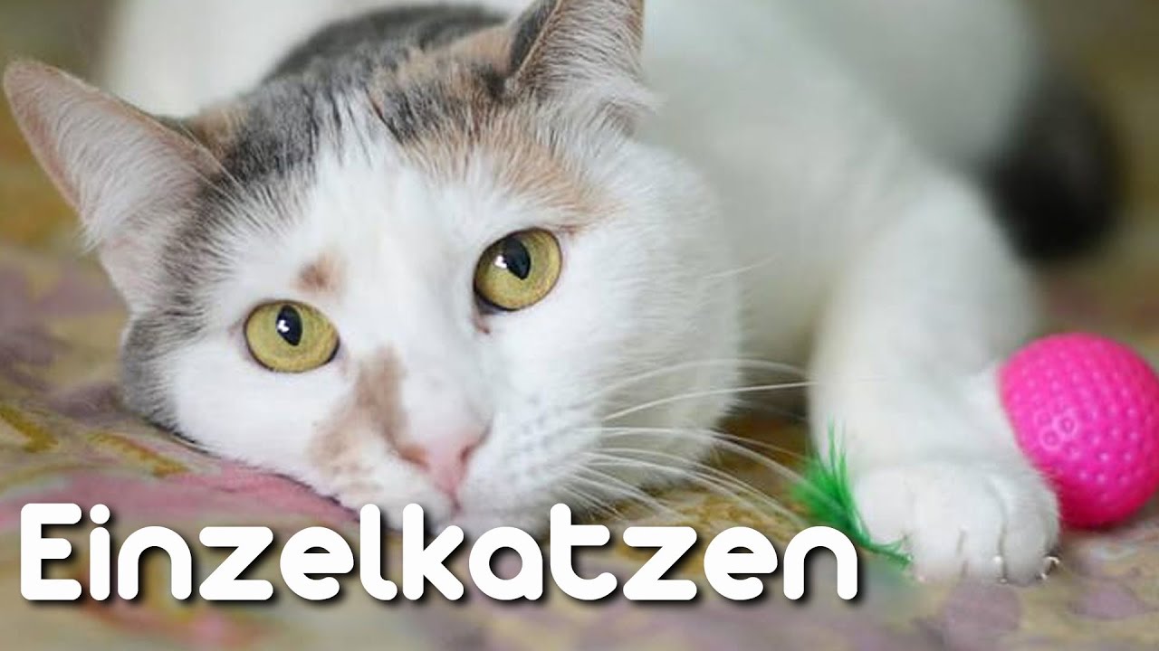 Warum Einzelhaltung nicht artgerecht ist