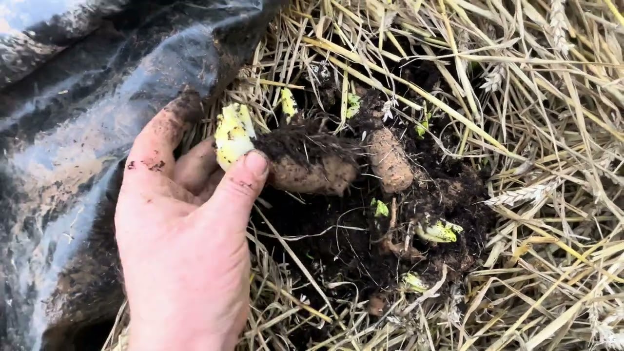 Plantation des endives 